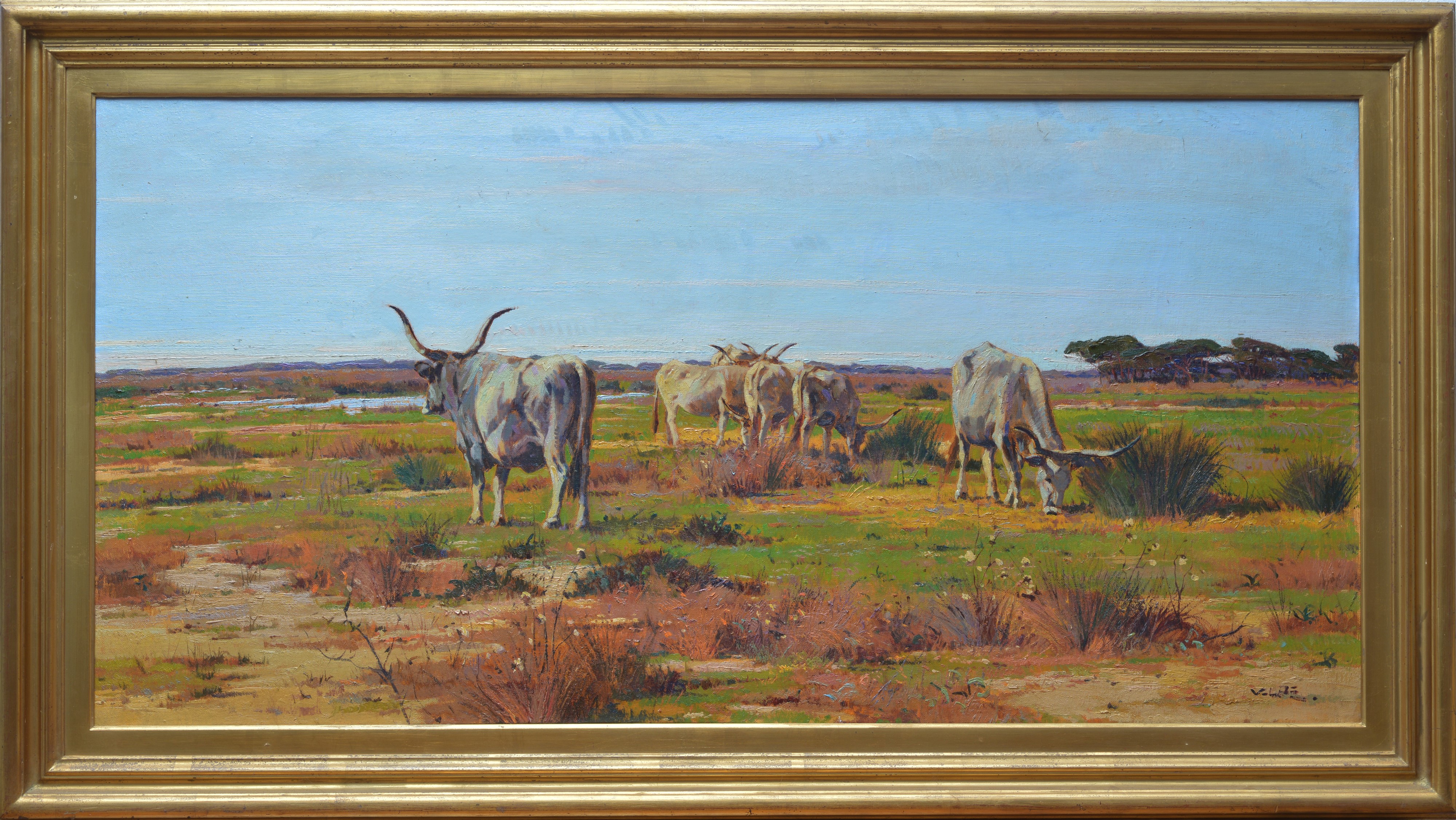 Vaccini al Pascolo (Maremma.Torre della Trappola)