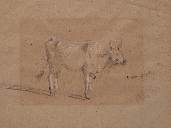 Francesco Gioli - Bue