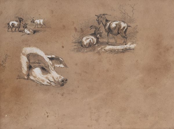 Filippo Palizzi - Studio per capre e testa di suino