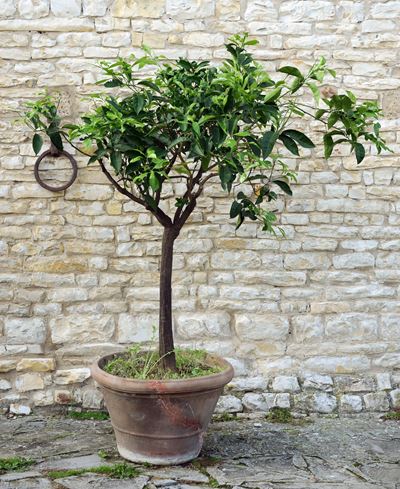 Pianta di Arancio
