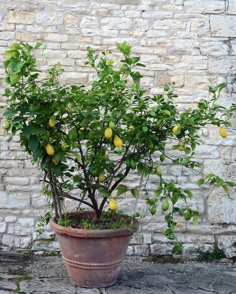 Pianta di Limone