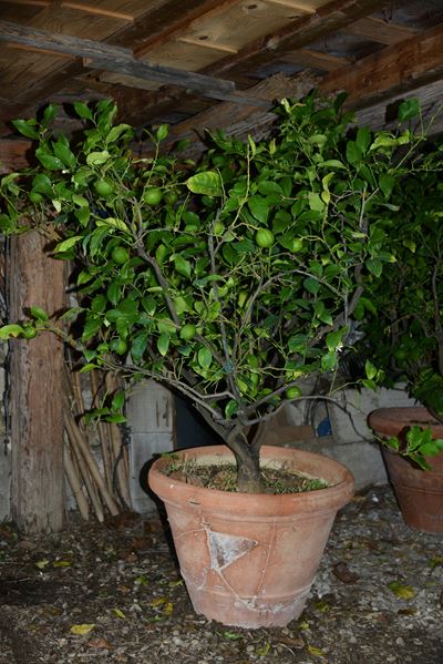 Pianta di Limone