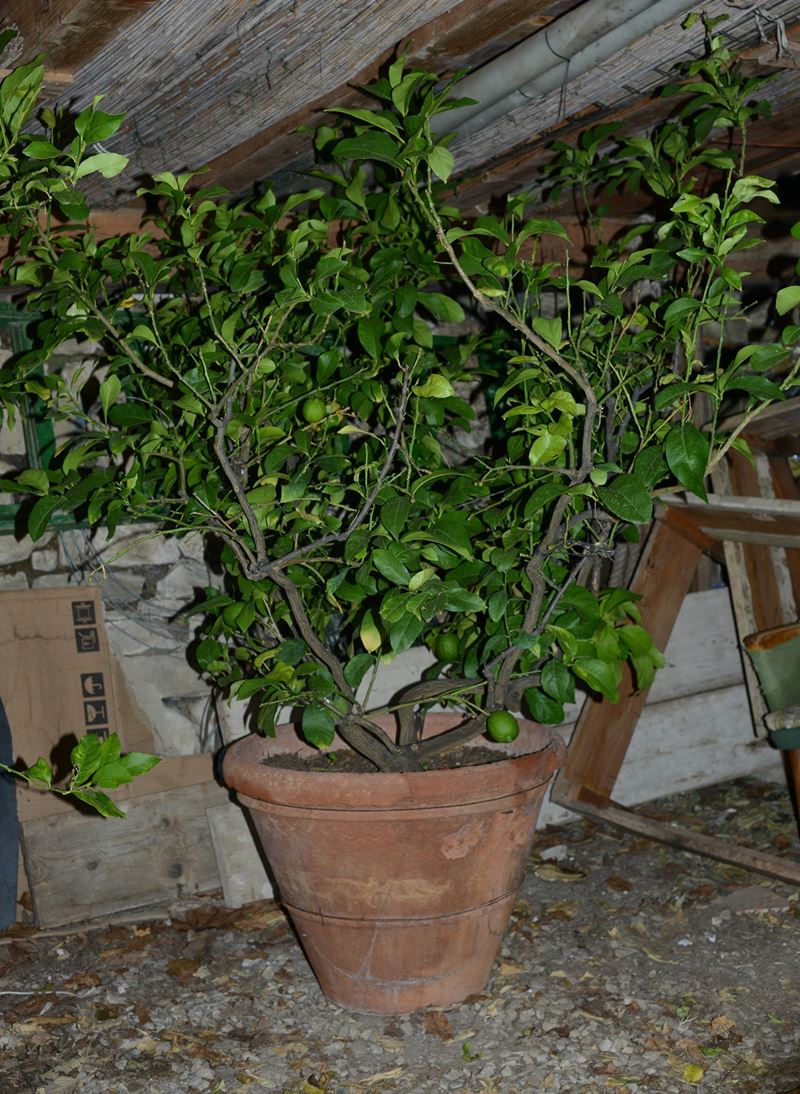 Pianta di Limone