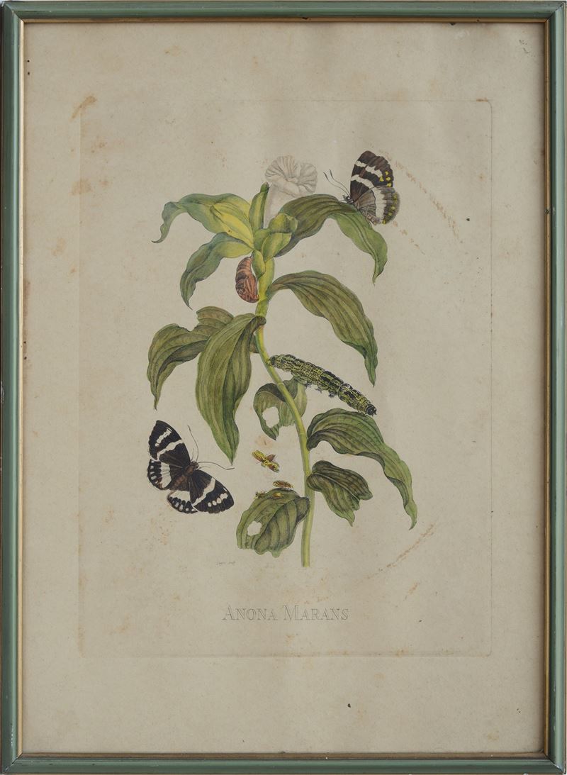Anonimo, XIX Sec. - Anona Marans