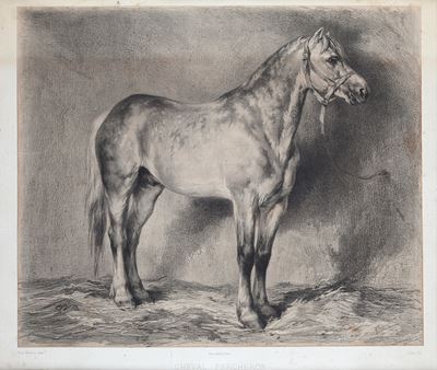 Cheval Percheron