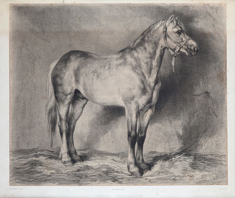 Cheval Percheron