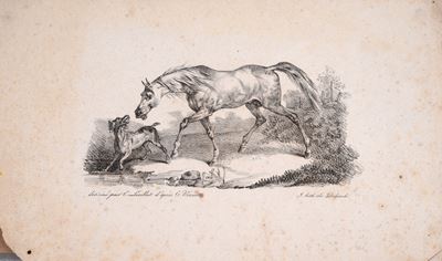 Cavallo con Cane