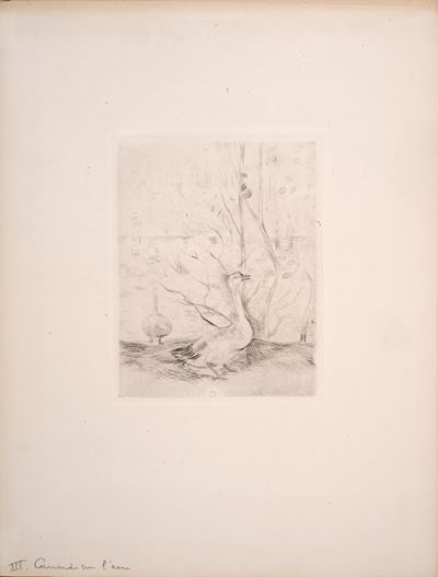 Cigni