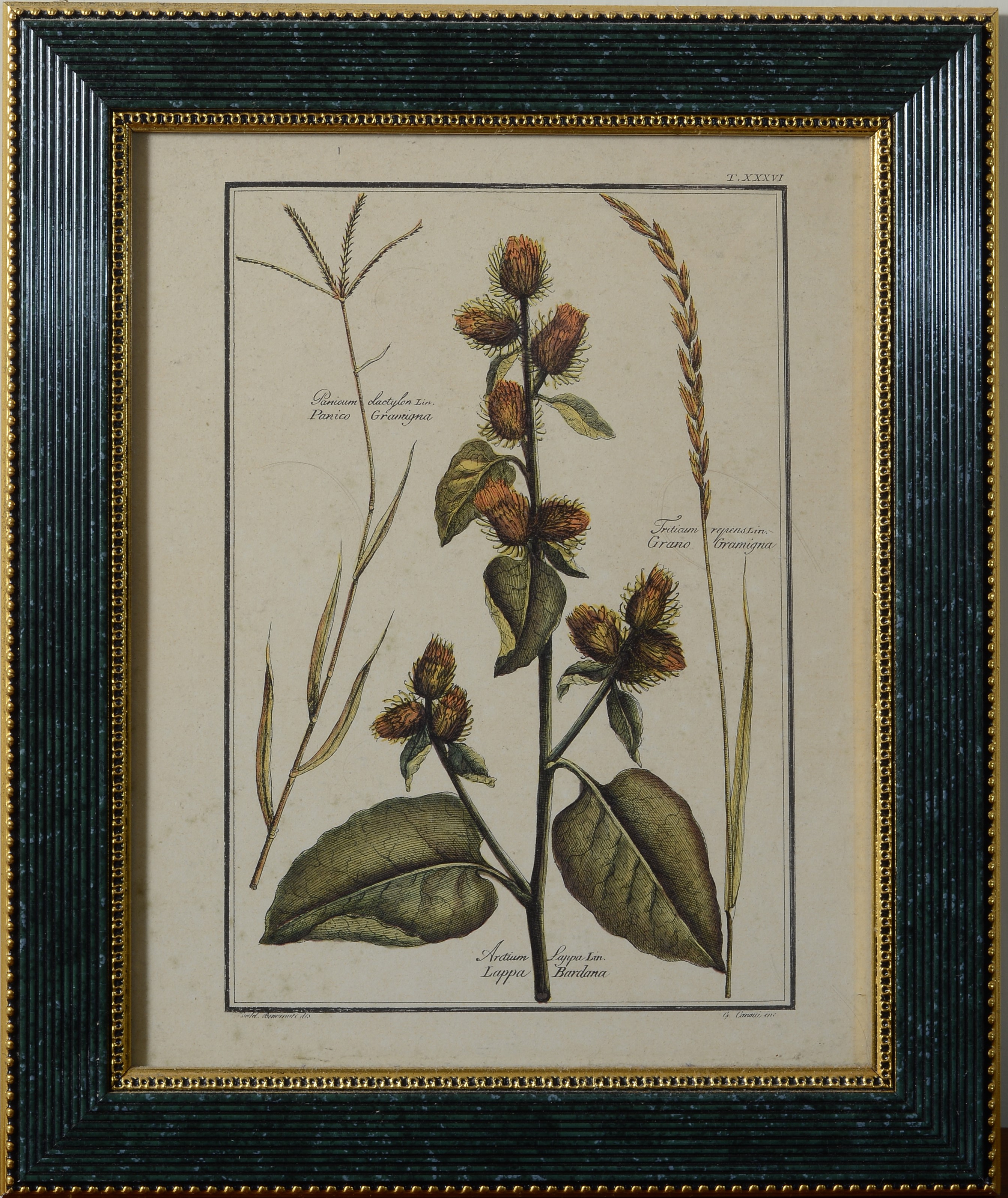 Coppia di Erbari