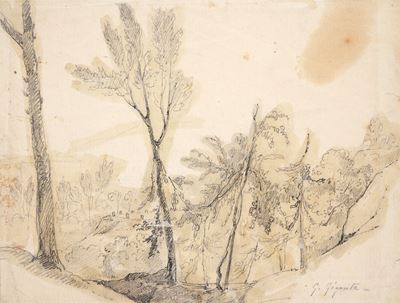 Paesaggio Boschivo