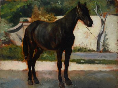 Cavallo Morello