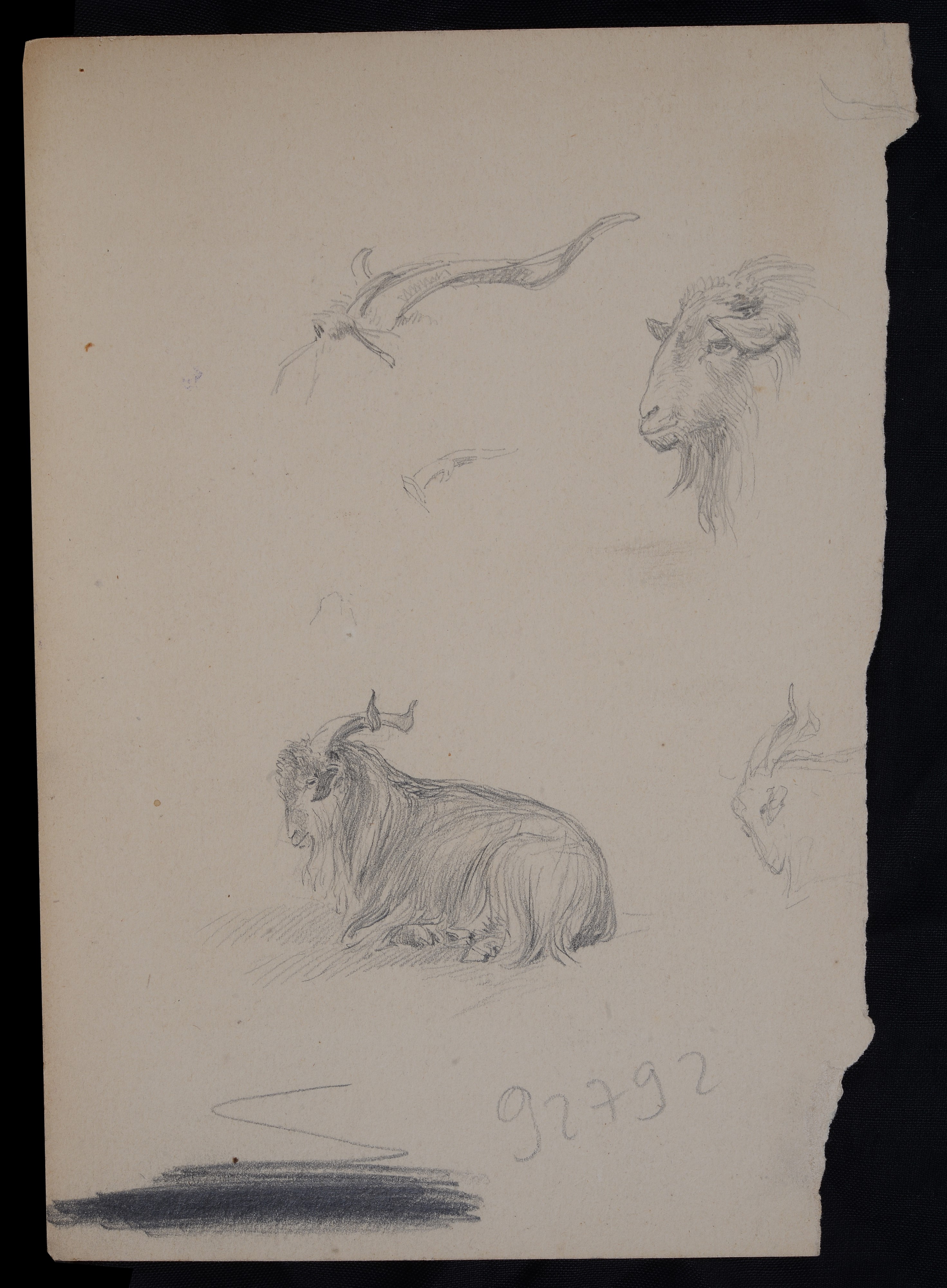 Scuola Italiana, XIX Sec. - Studi per Animali (fronte e Retro)