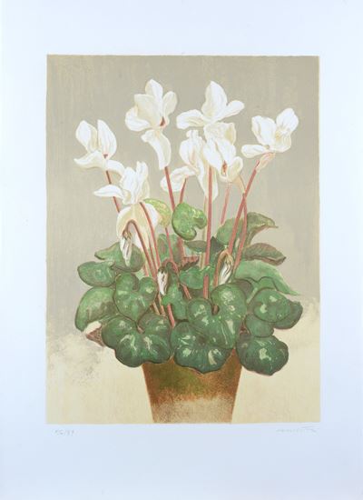 Ciclamino