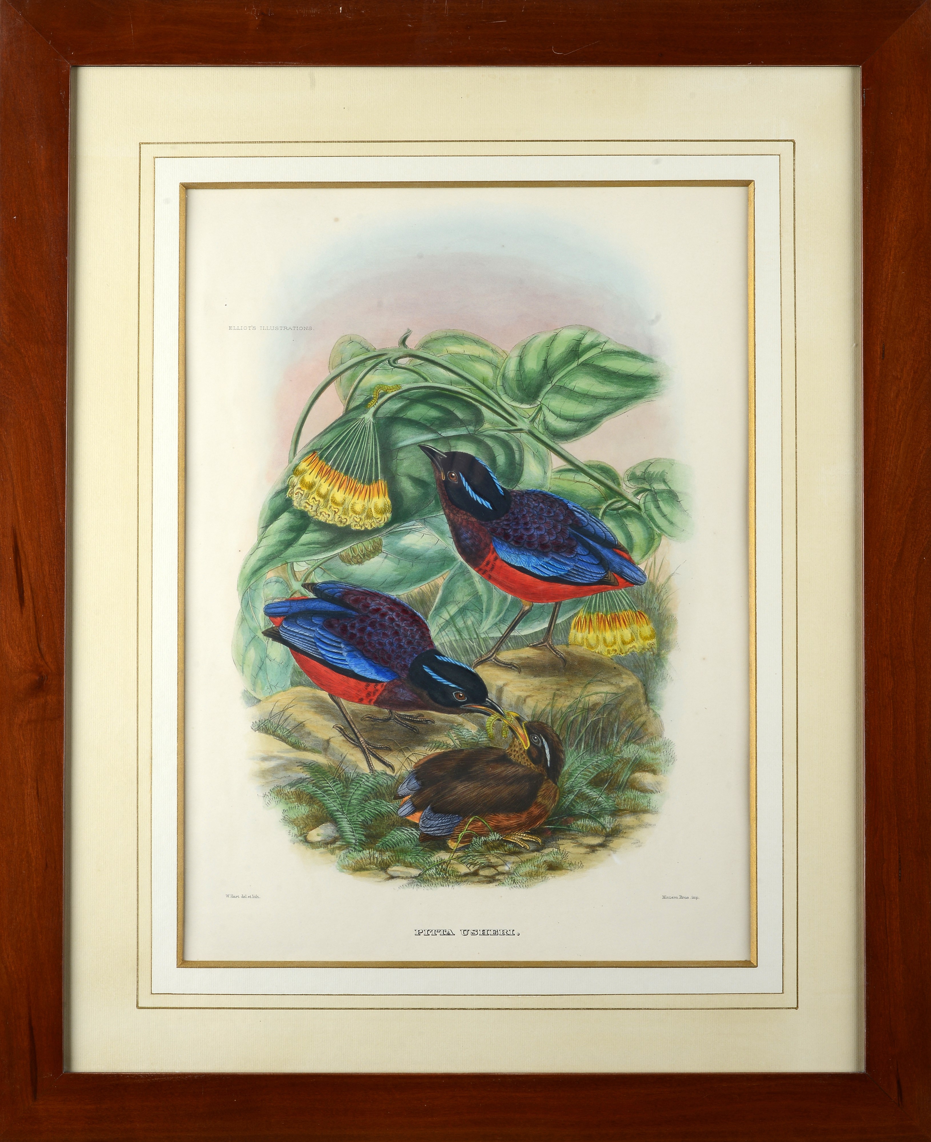 Serie di cinque litografie con uccelli