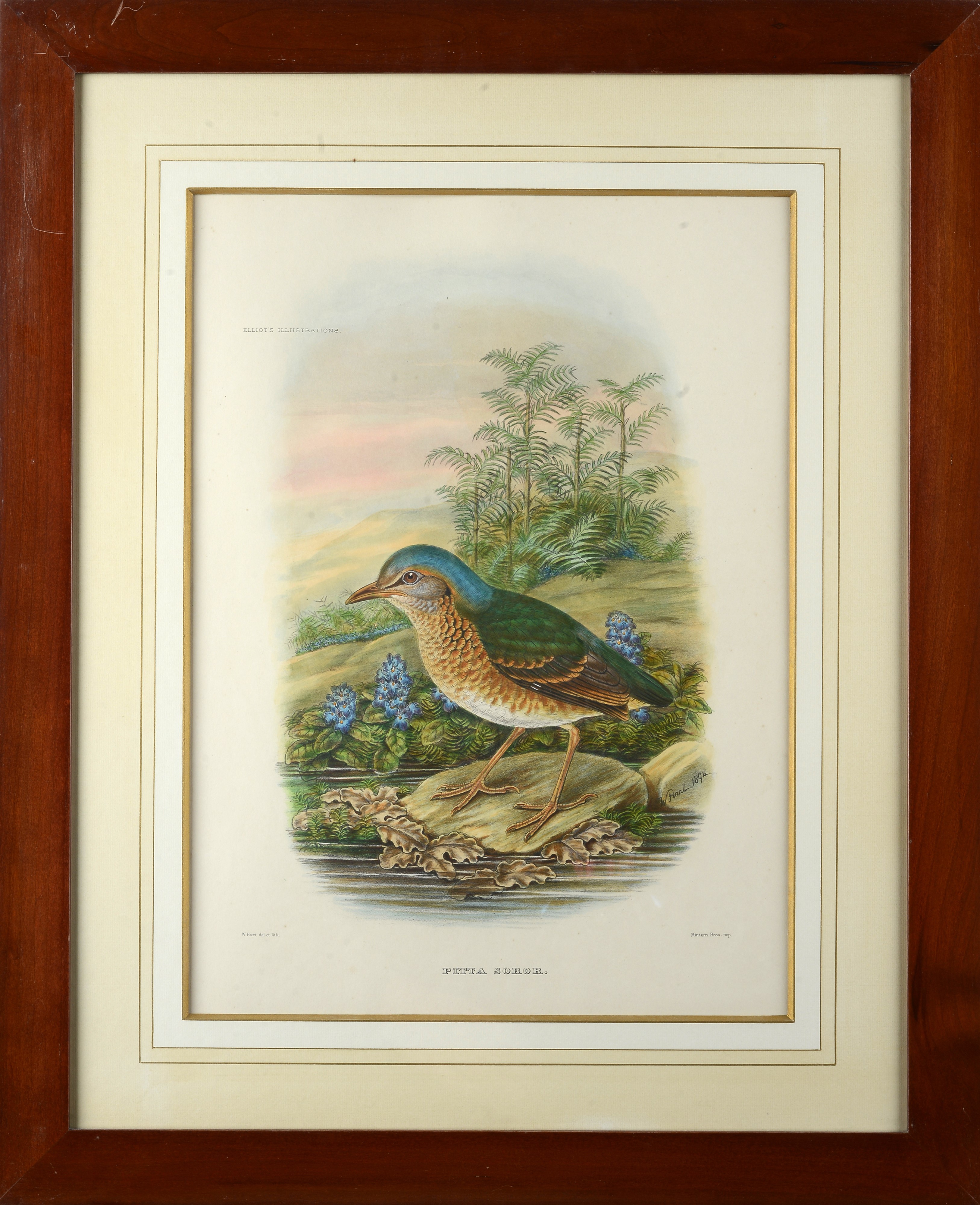 Serie di cinque litografie con uccelli