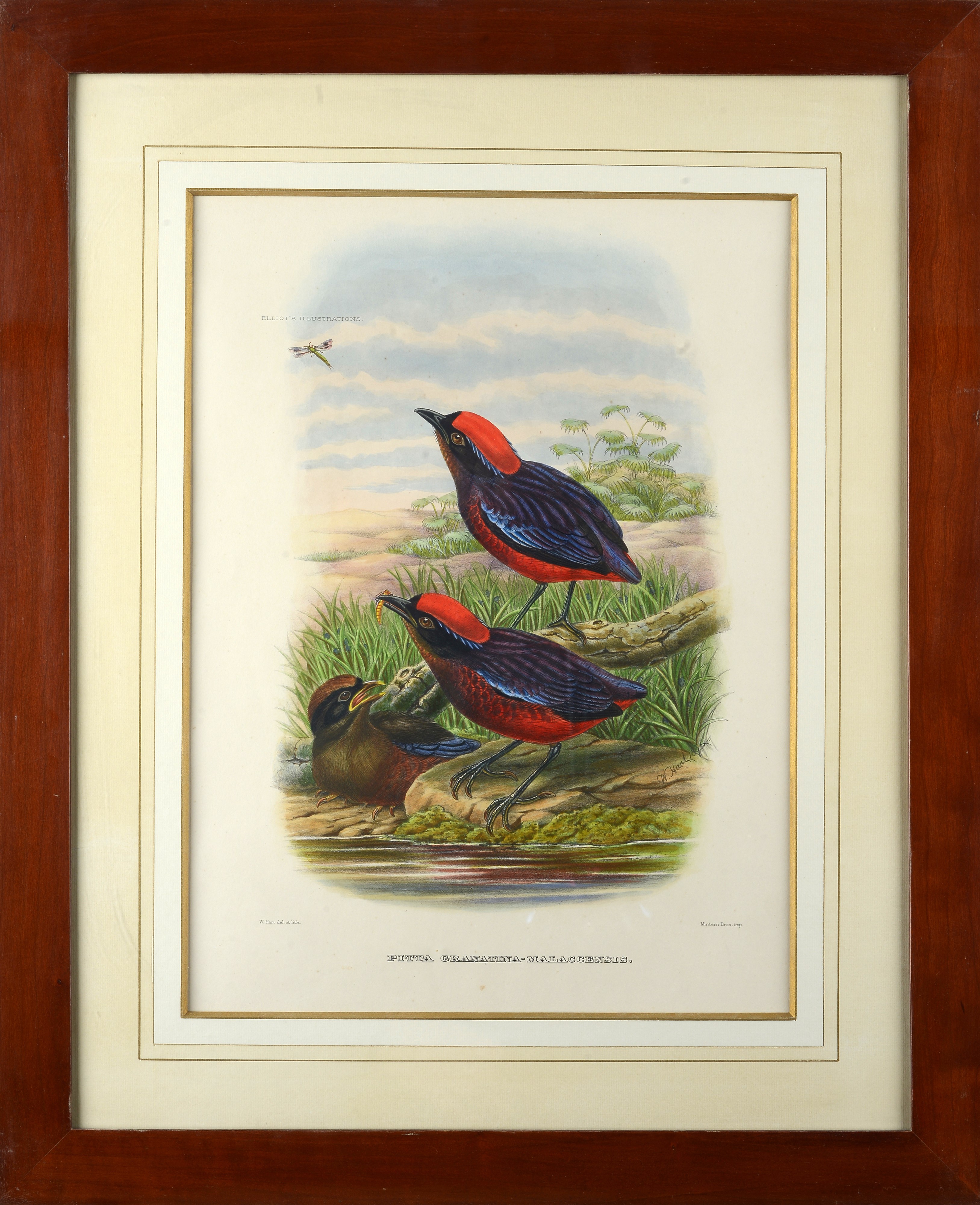 Serie di cinque litografie con uccelli