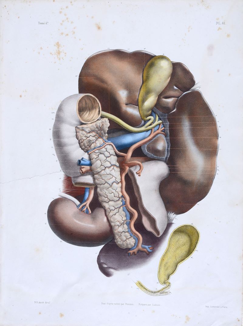 Tavola anatomica