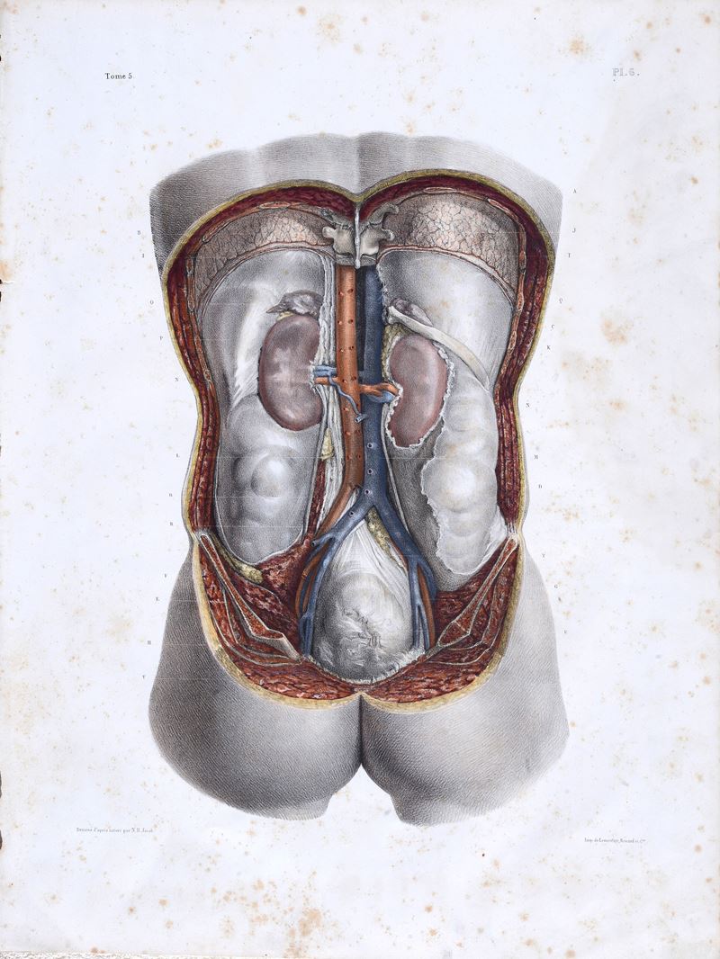 Tavola anatomica