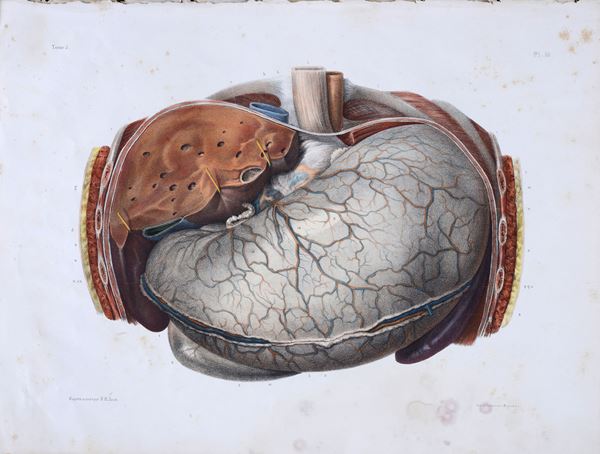 Tavola anatomica  - Incisione - Asta STAMPE ANTICHE, DISEGNI E CARTE GEOGRAFICHE - Pananti Online