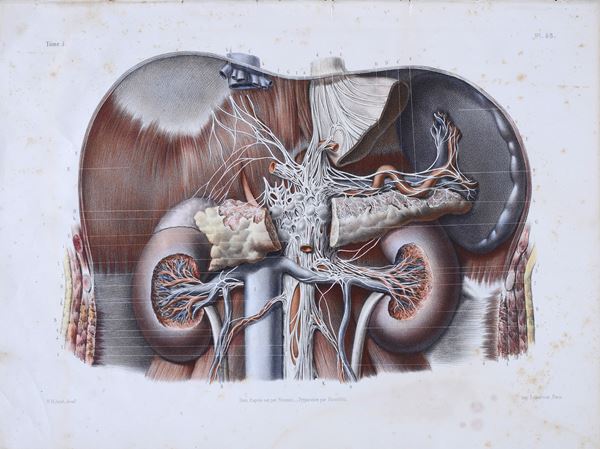 Tavola anatomica