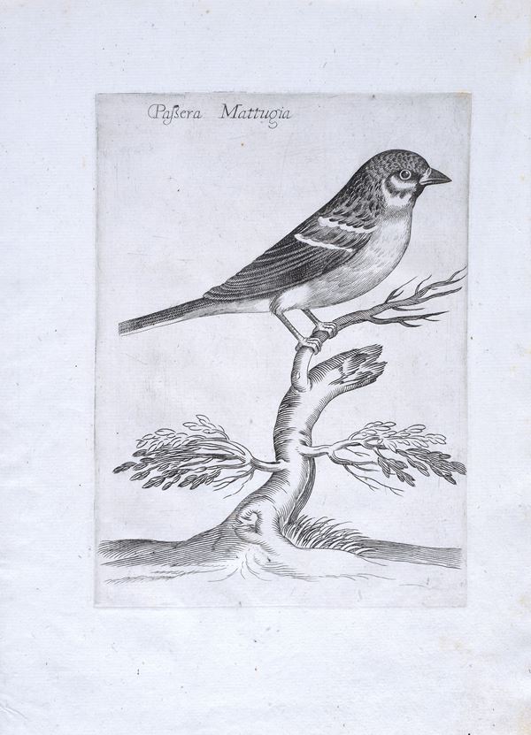 Passera Mattugia