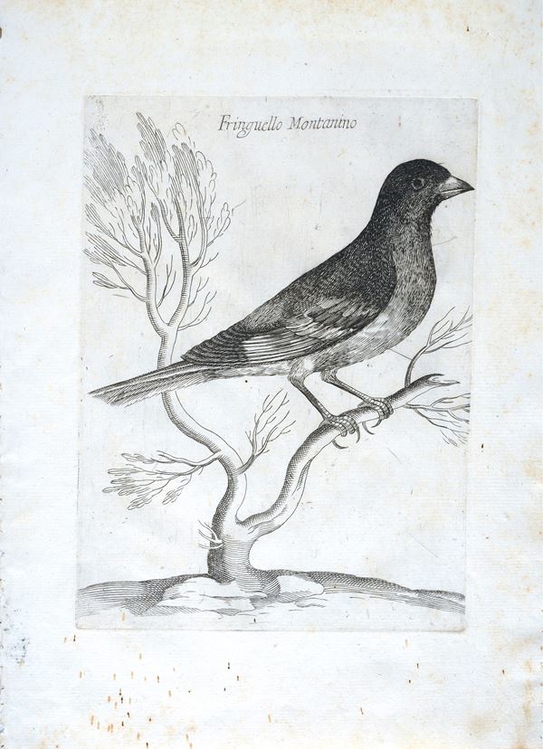 Fringuello Montanino