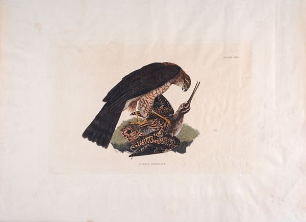 Sparviero maschio