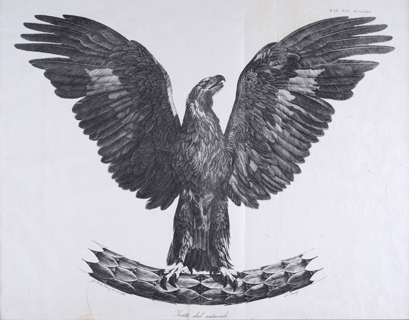 Aquila