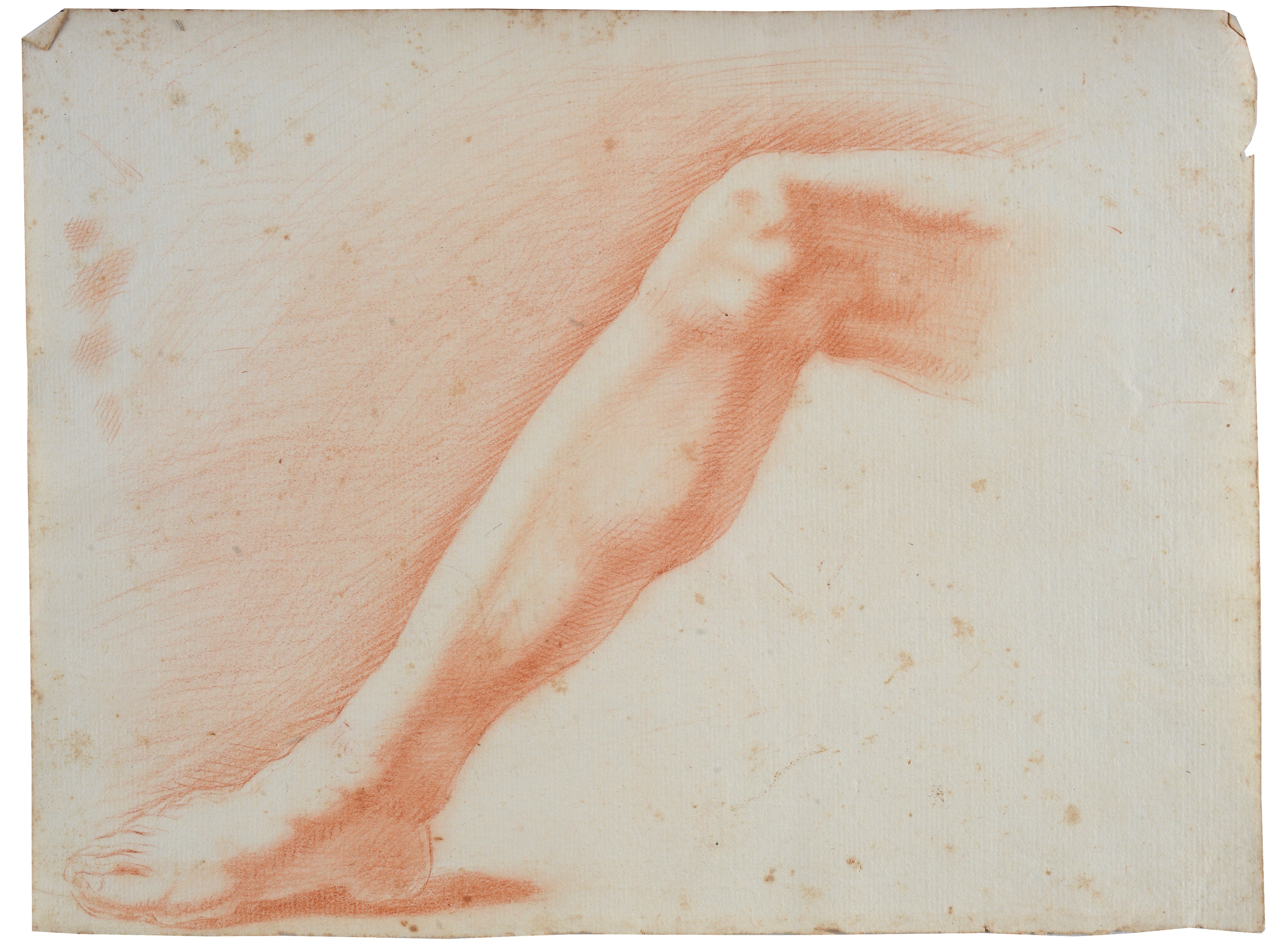 Lotto composto da quattro disegni di studi anatomici