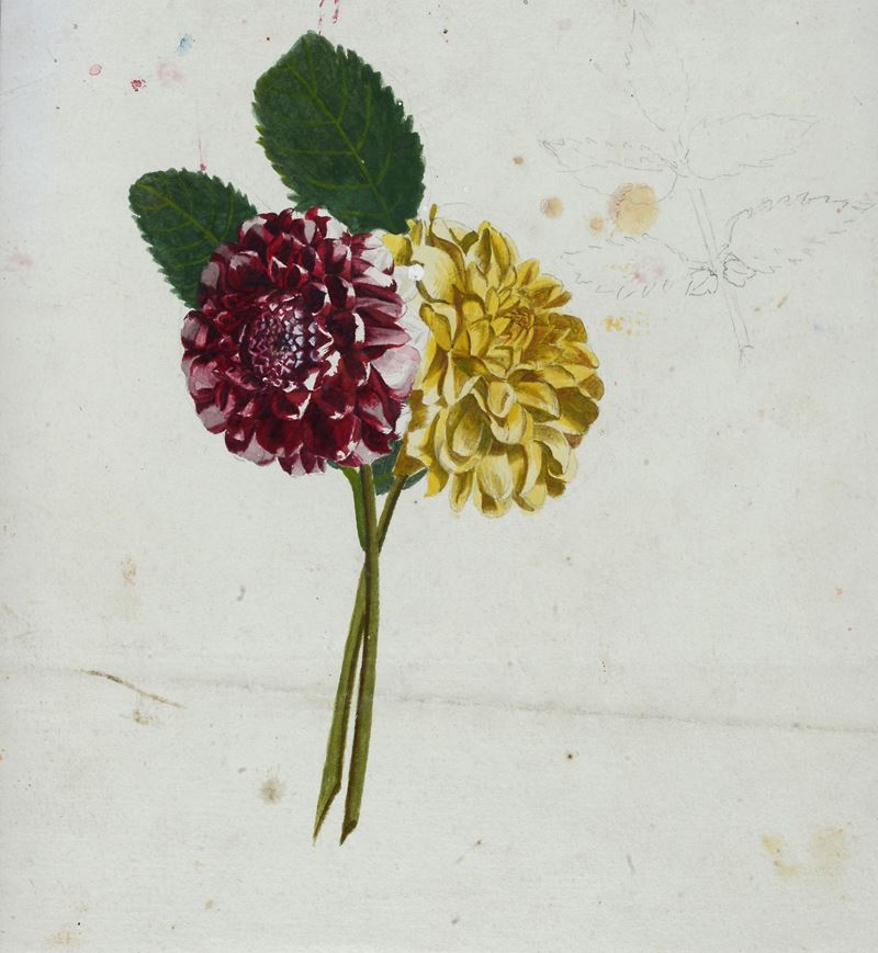 Studi di fiori