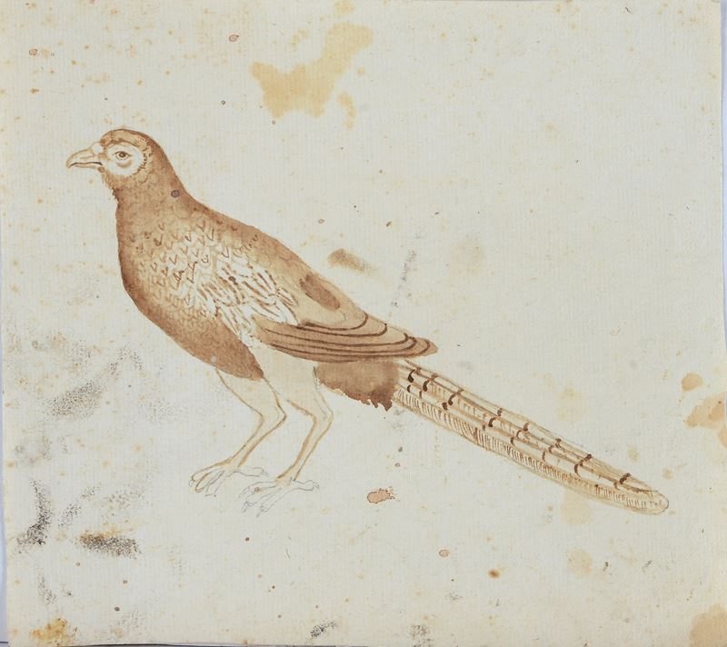 Fagiano (fronte) - Studio per edifici (retro)