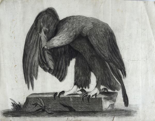 Anonimo, XIX sec. - Aquila
