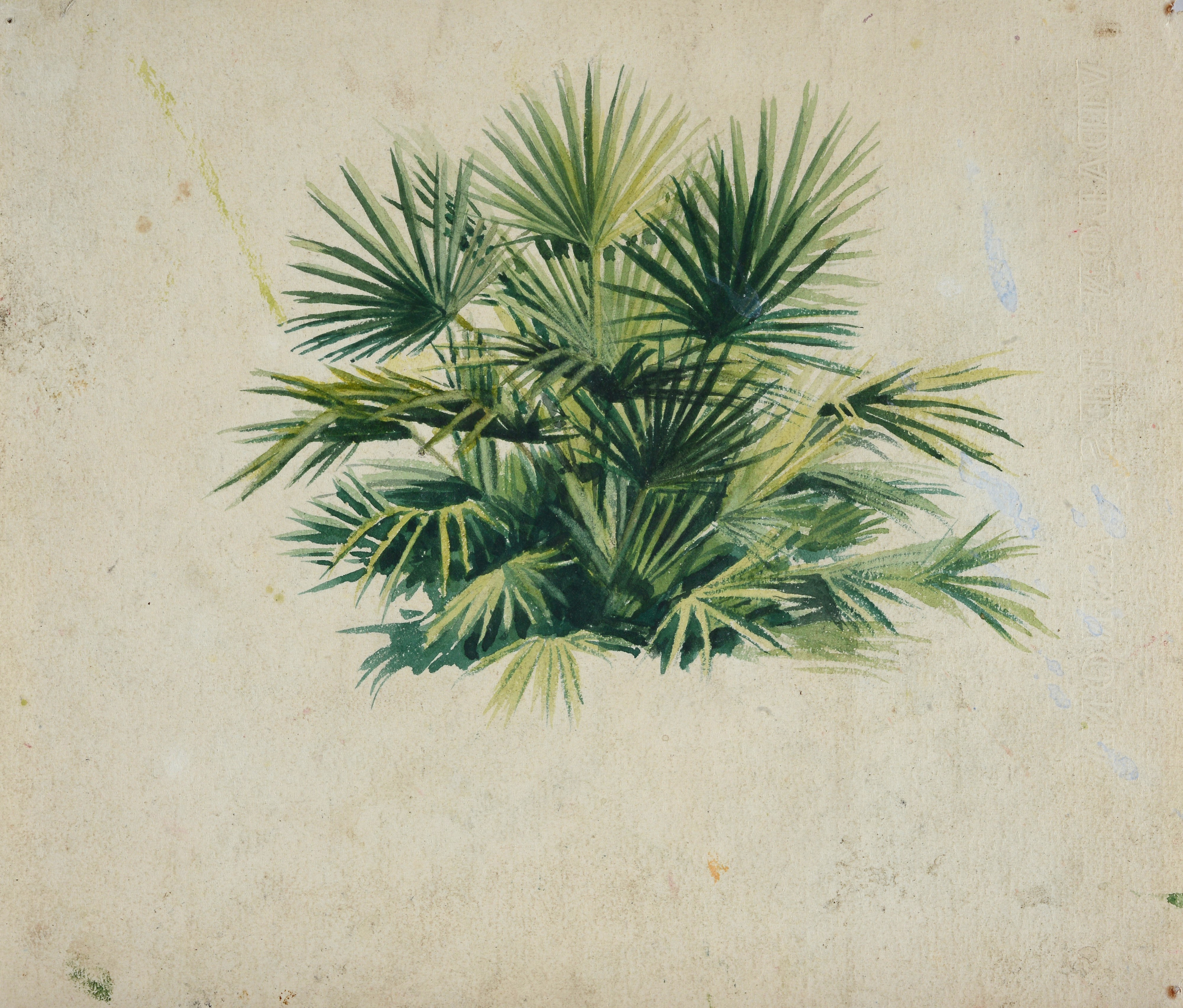 Lotto composto da quattro studi di fiori