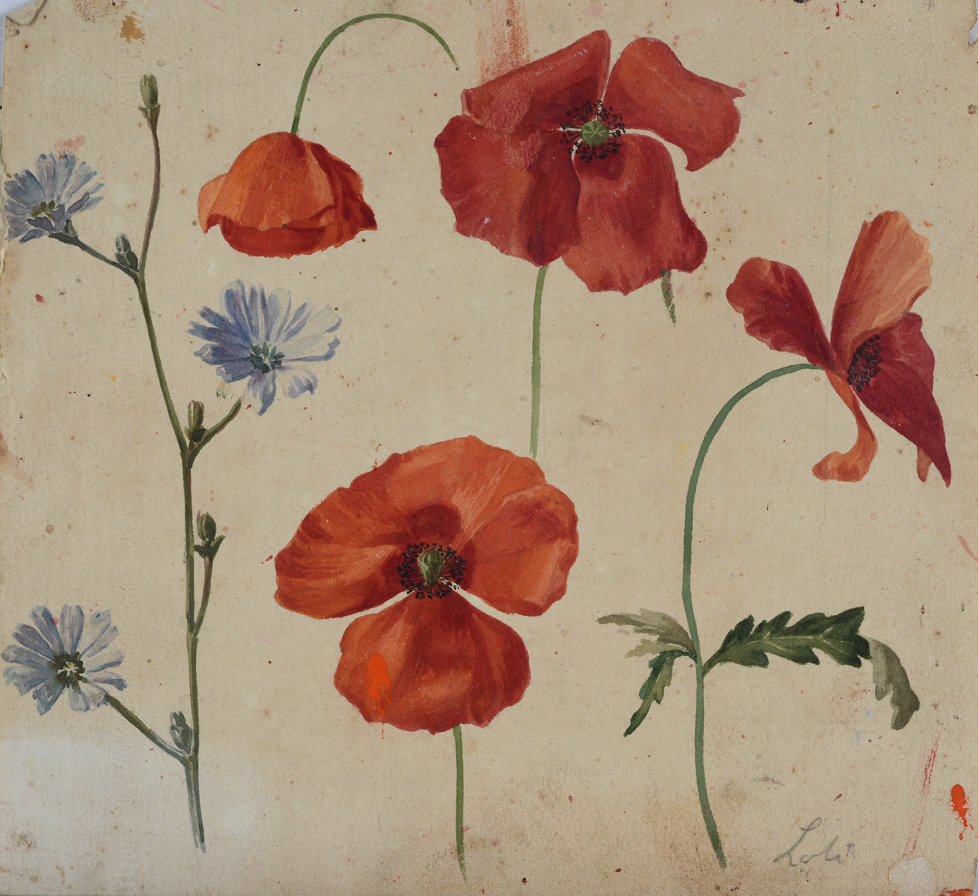 Lotto composto da quattro studi di fiori