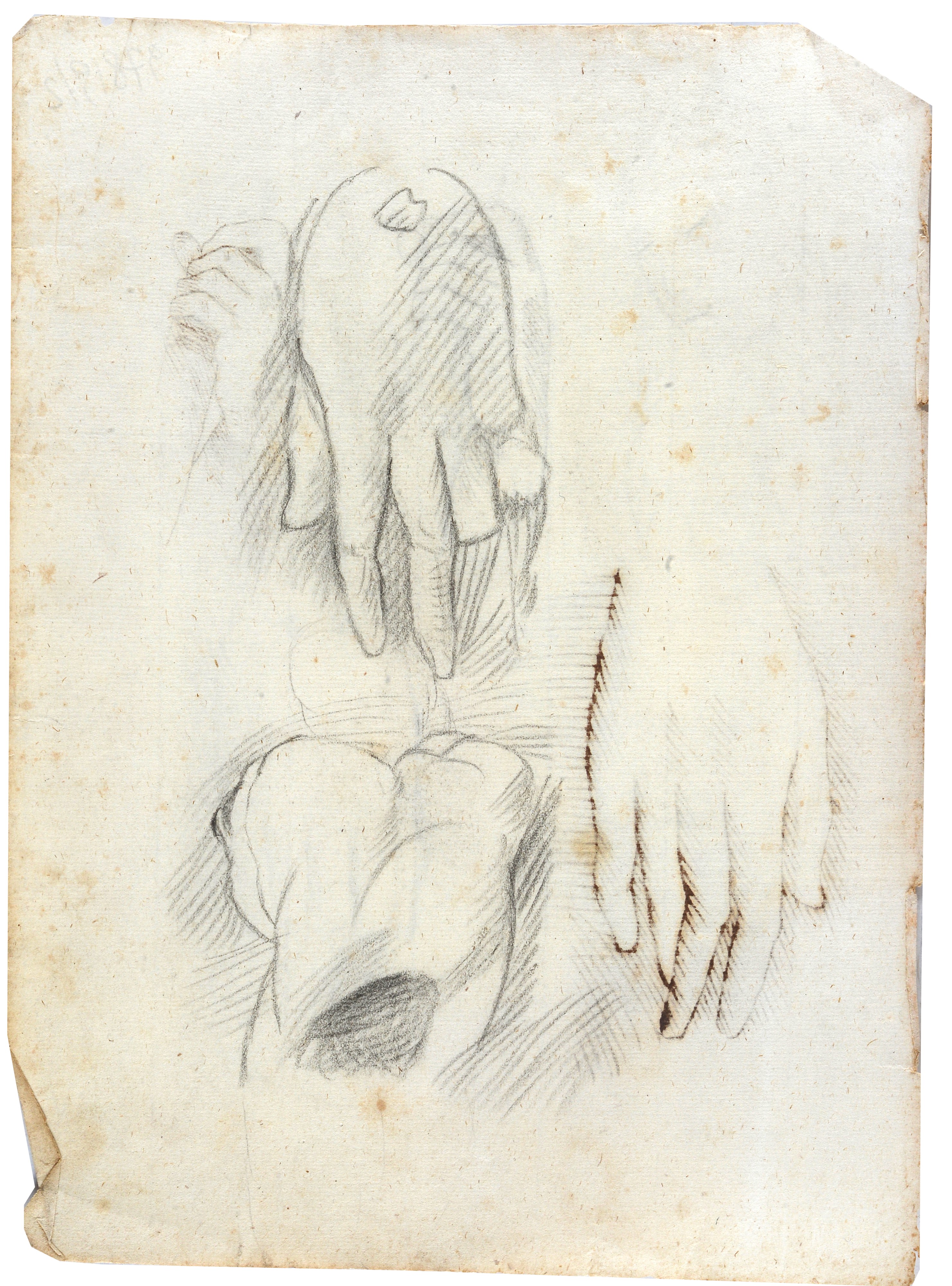 Studi anatomici e di figura