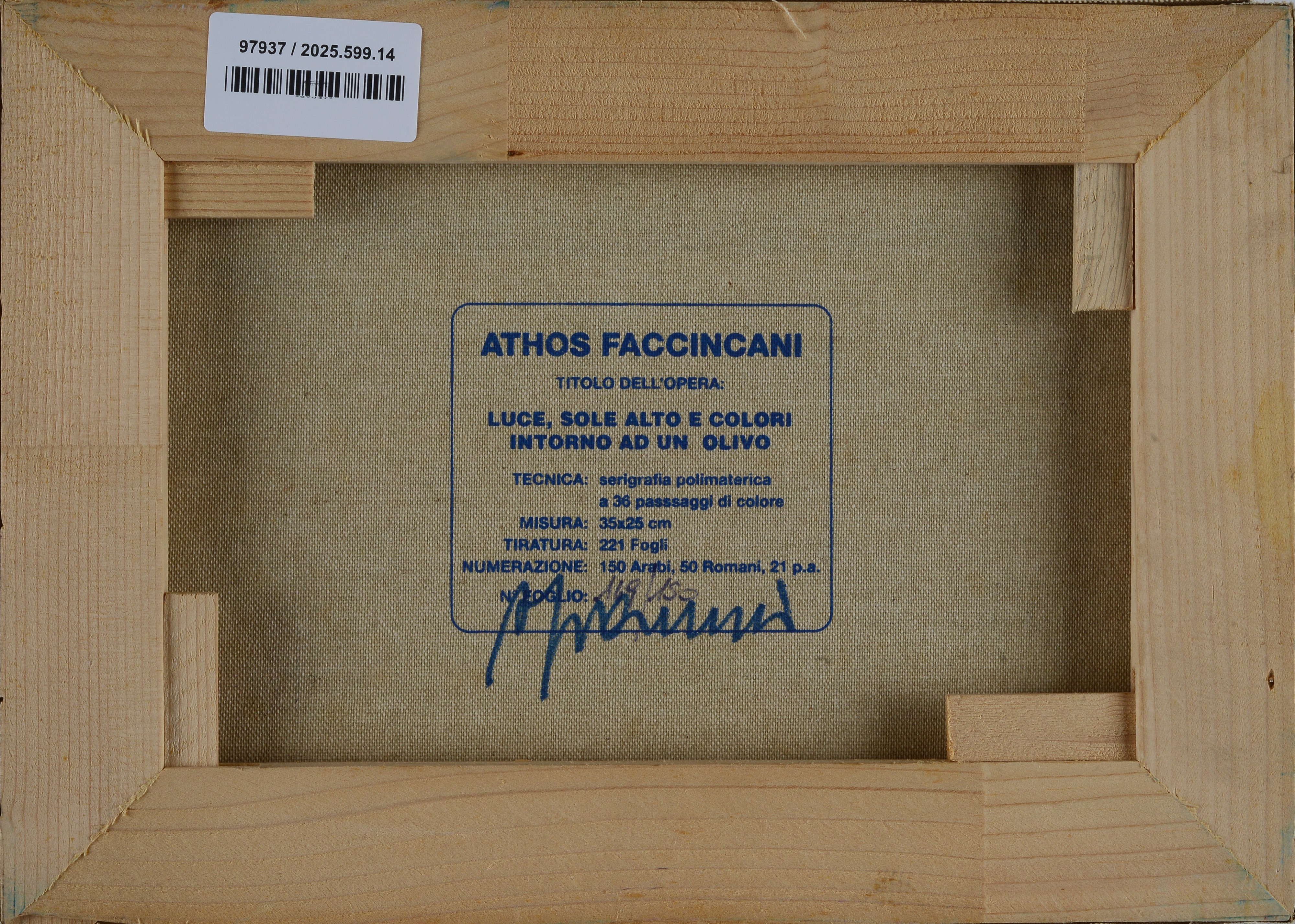 Luce, sole alto e colori intorno ad un olivo