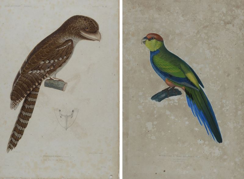 Géraud e Falbaux, Coppia di incisioni tratte dal Voyage de l'Astrolabe - Zoologie
