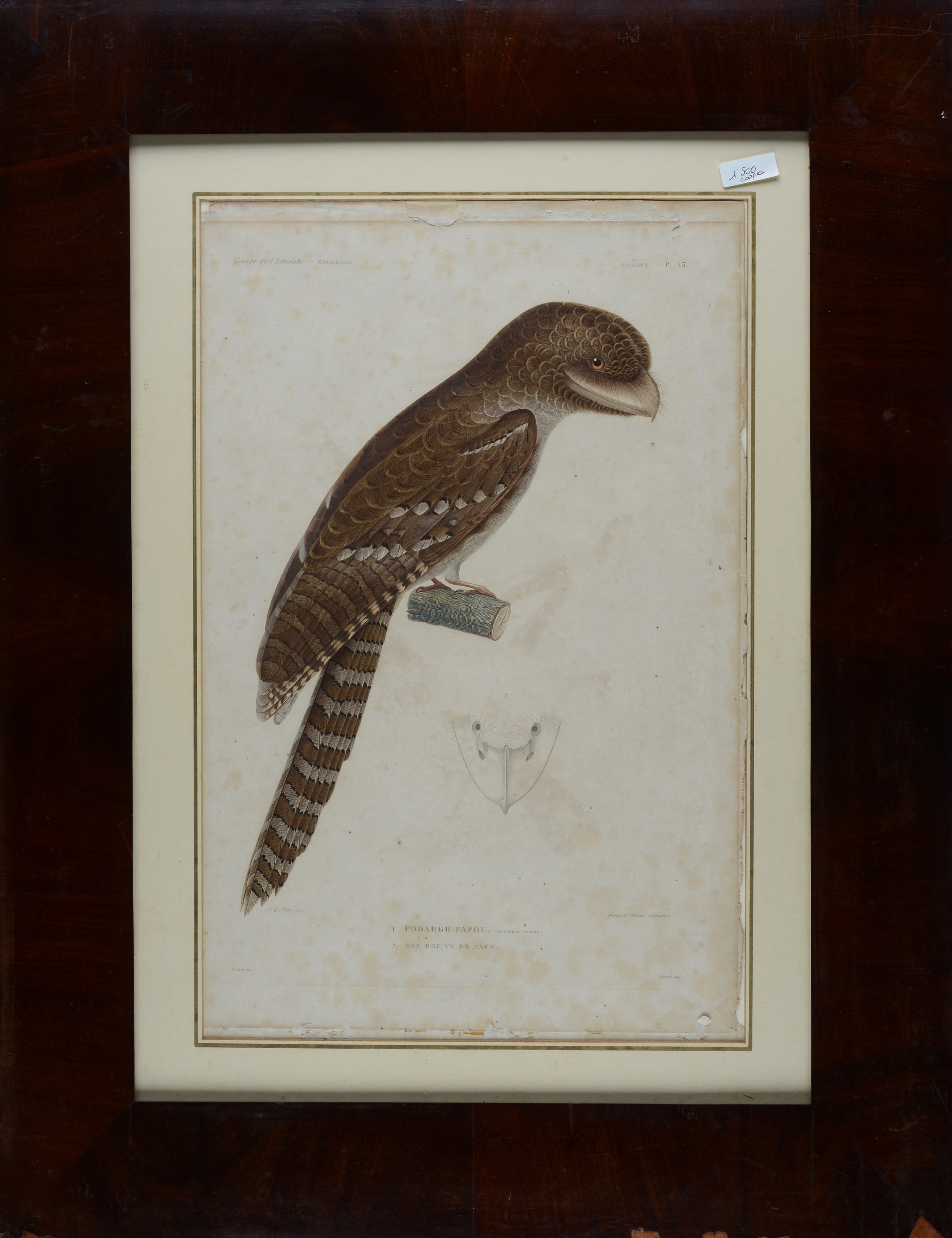 Géraud e Falbaux, Coppia di incisioni tratte dal Voyage de l'Astrolabe - Zoologie